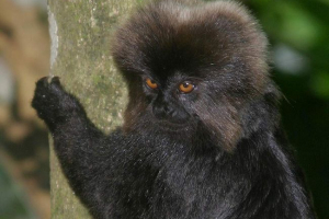 Kallimiko geldieva - little -known monkey Kallimiko geldieva - little -known monkey